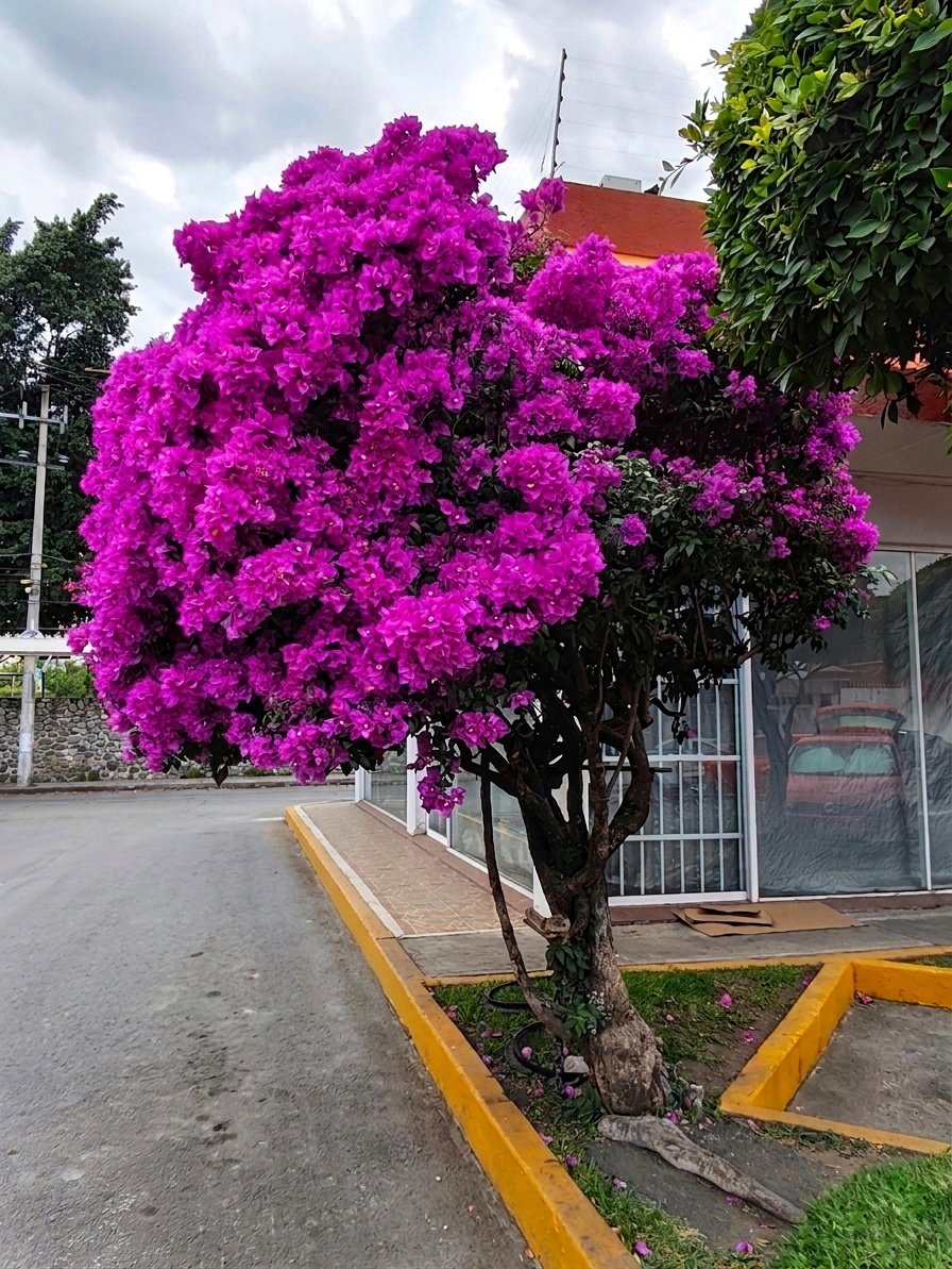 Oscar Dorantes tweet media