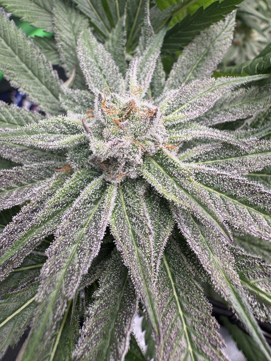 jason mosley tweet media