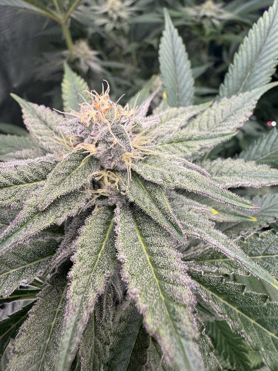 jason mosley tweet media