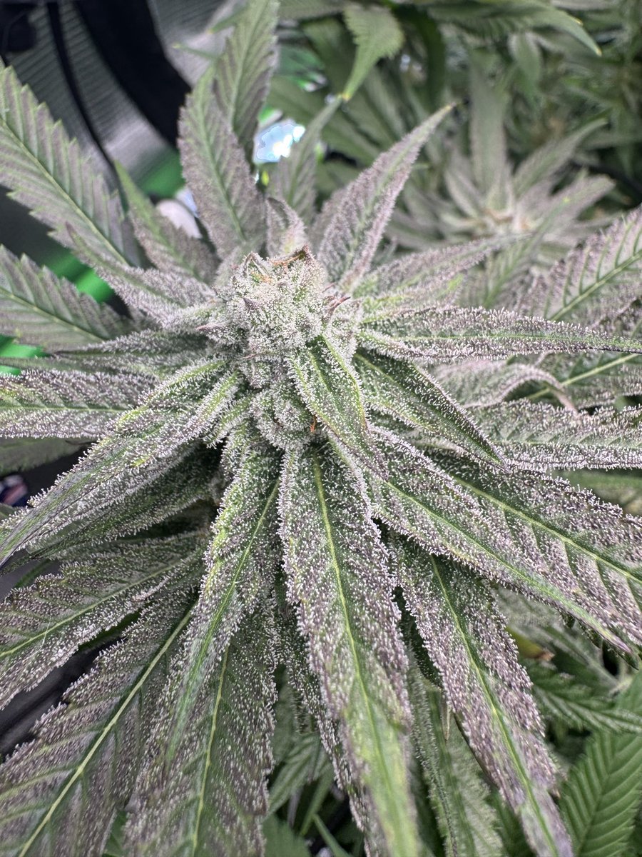 jason mosley tweet media