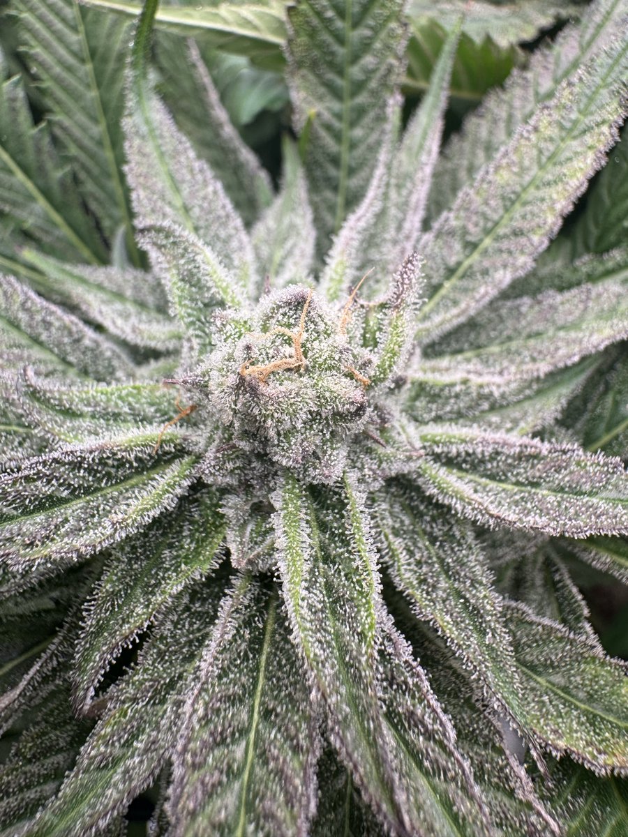 jason mosley tweet media