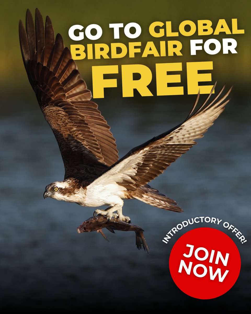 BirdGuides tweet media