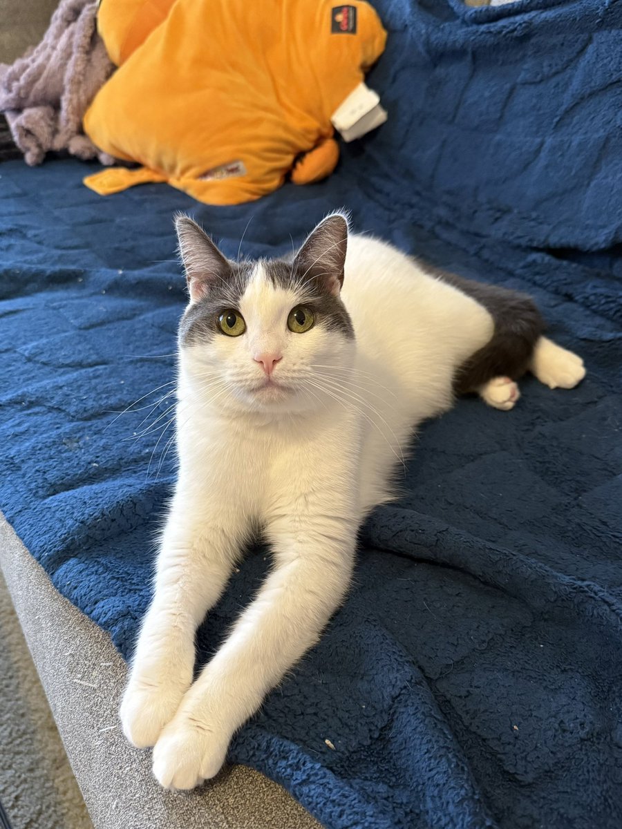 Friends of Bear Cat Rescue tweet media