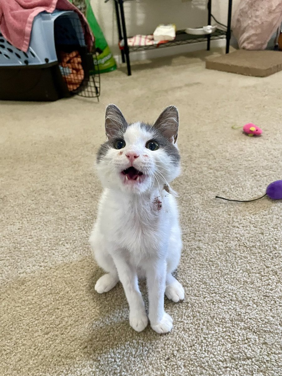 Friends of Bear Cat Rescue tweet media