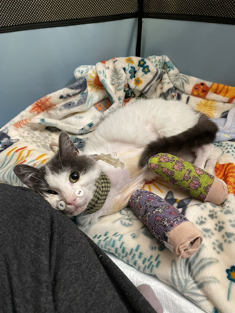 Friends of Bear Cat Rescue tweet media