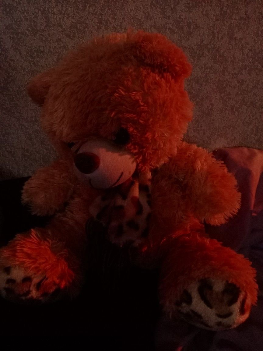 daily teddy bear daniel molloy tweet media