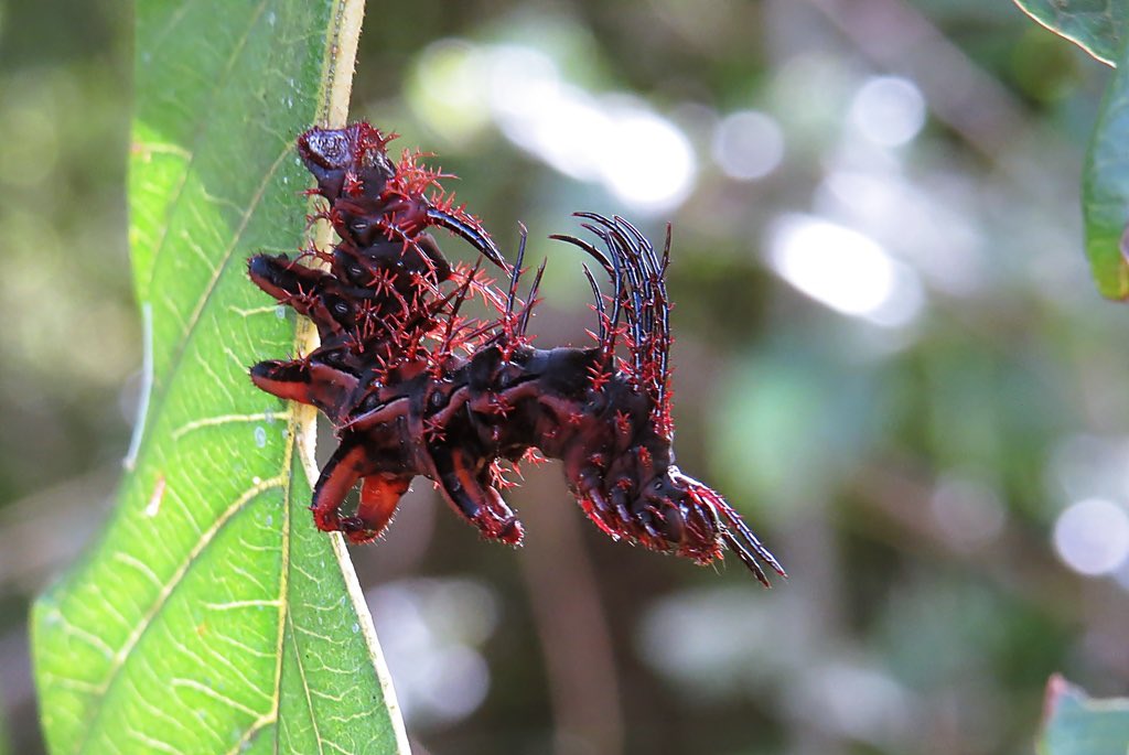 squiggle tweet media