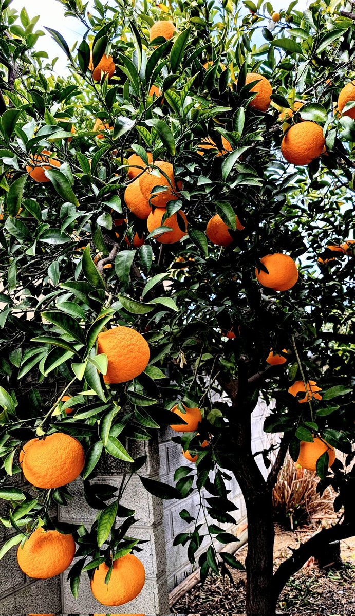 信用調査会社の中央情報センター【公式】 tweet media