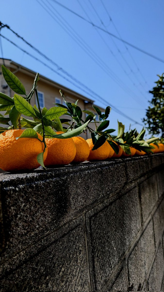 信用調査会社の中央情報センター【公式】 tweet media