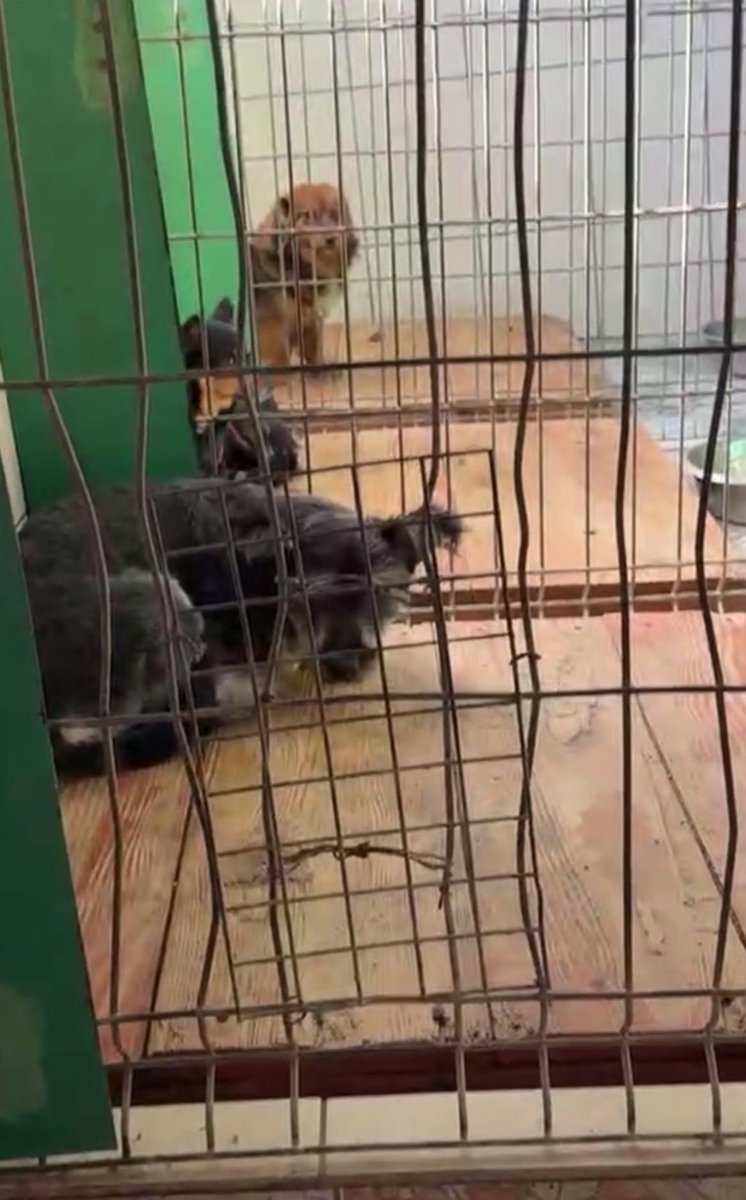 Robwalka Wolf tweet media