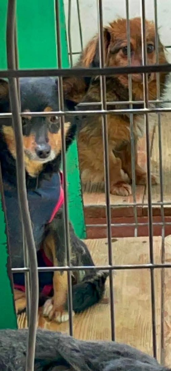 Robwalka Wolf tweet media