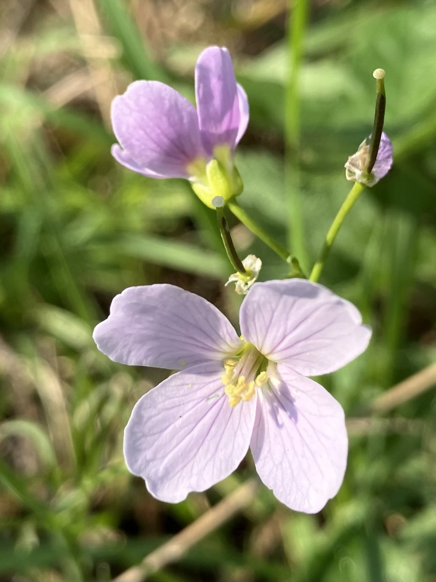 Beautiful Garden tweet media
