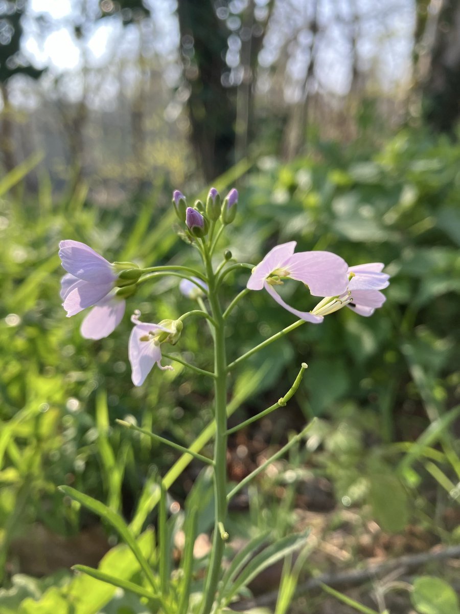 Beautiful Garden tweet media