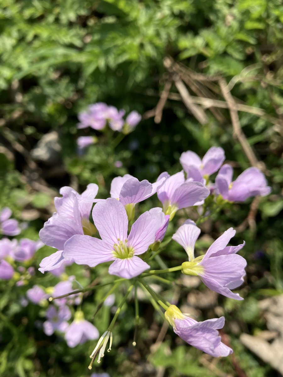 Beautiful Garden tweet media