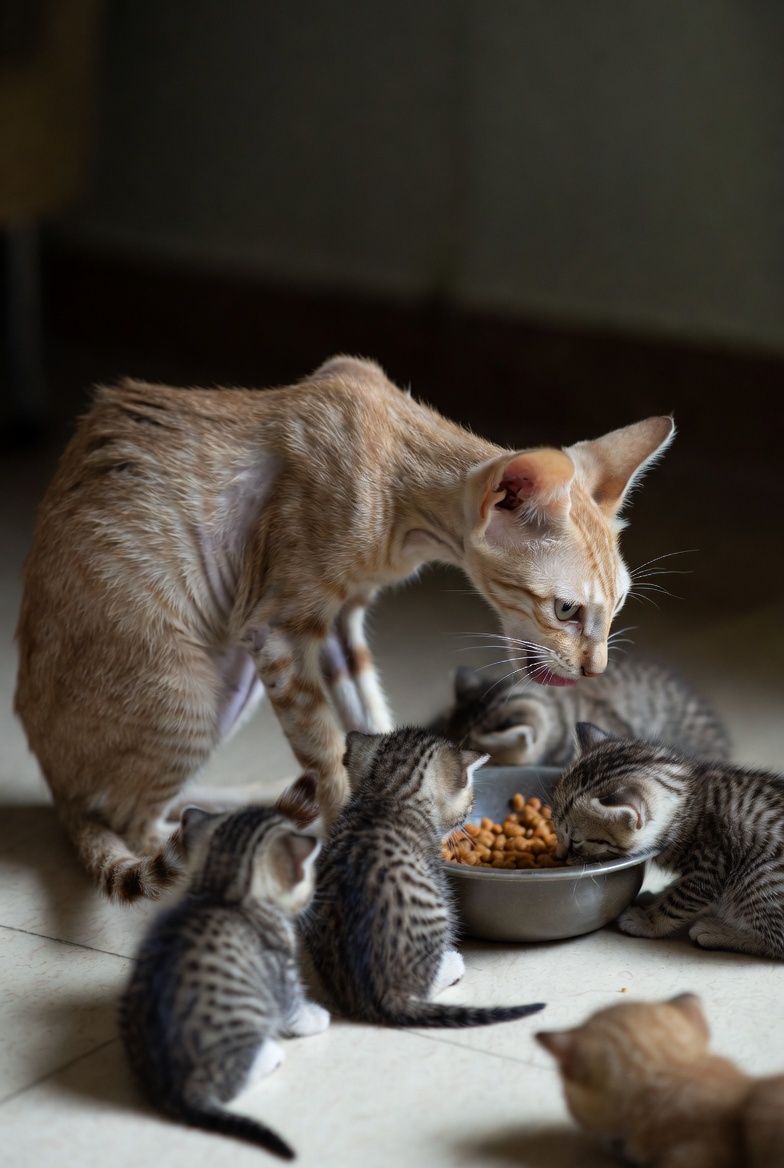 母猫の究極の愛
やせ細った母猫が、子猫に全部のごはんを譲って自分は食べなかった。
子猫が満足して寝てから、やっと残りを食べ始めた姿に、
「母ちゃんってすごい…」って言葉が出た人多数。
#猫　#感動する話