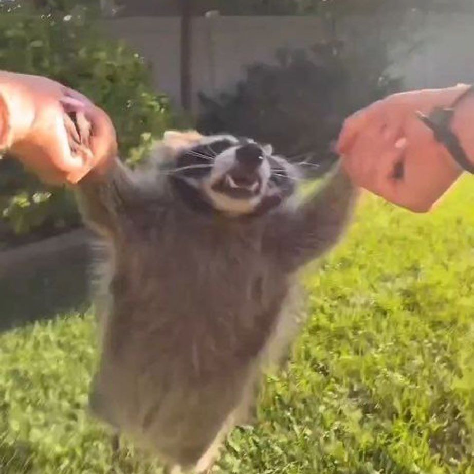 silly raccoons & pandas tweet media