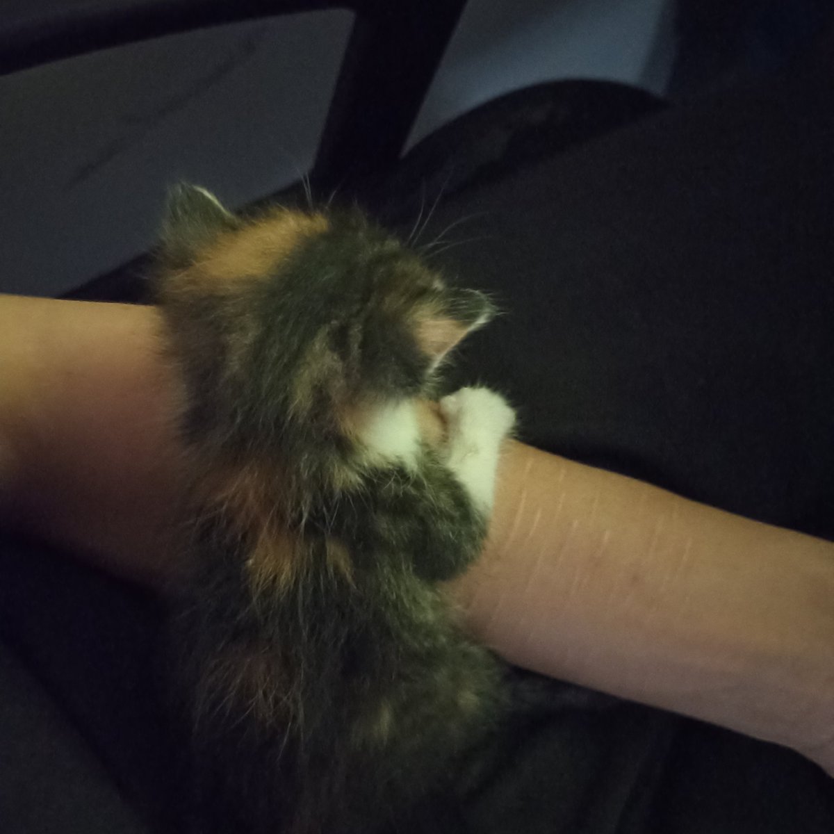 aki (nator?) tweet media