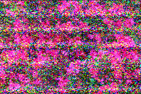 Shortwave Radiogram tweet media