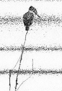 Shortwave Radiogram tweet media