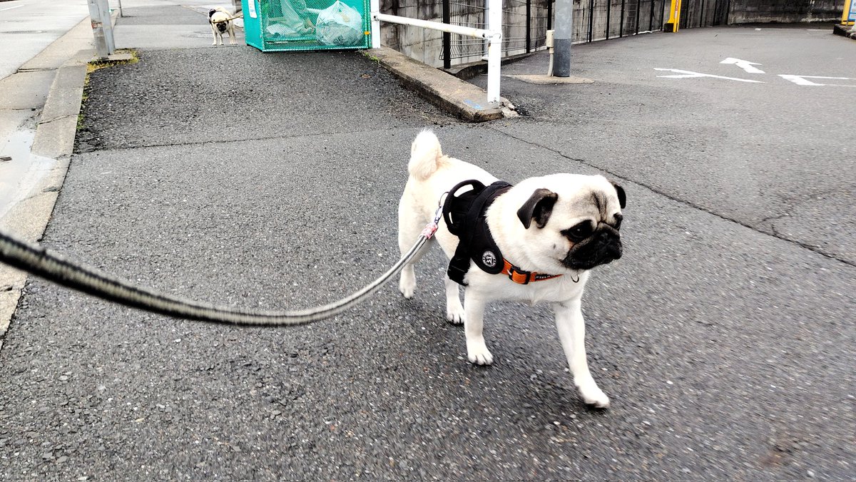 いんでぃ tweet media