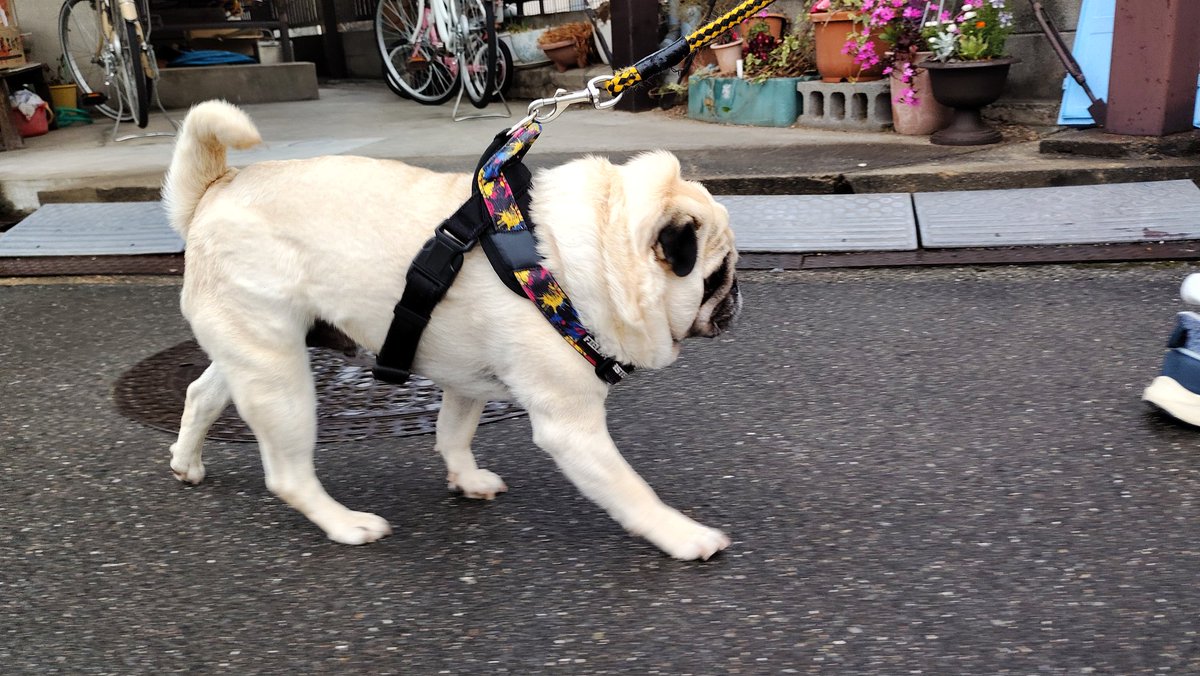 いんでぃ tweet media