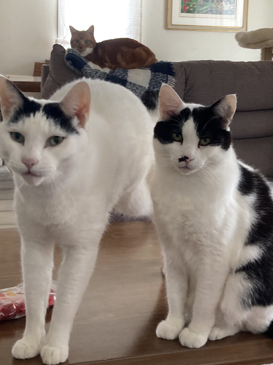 こげめ tweet media