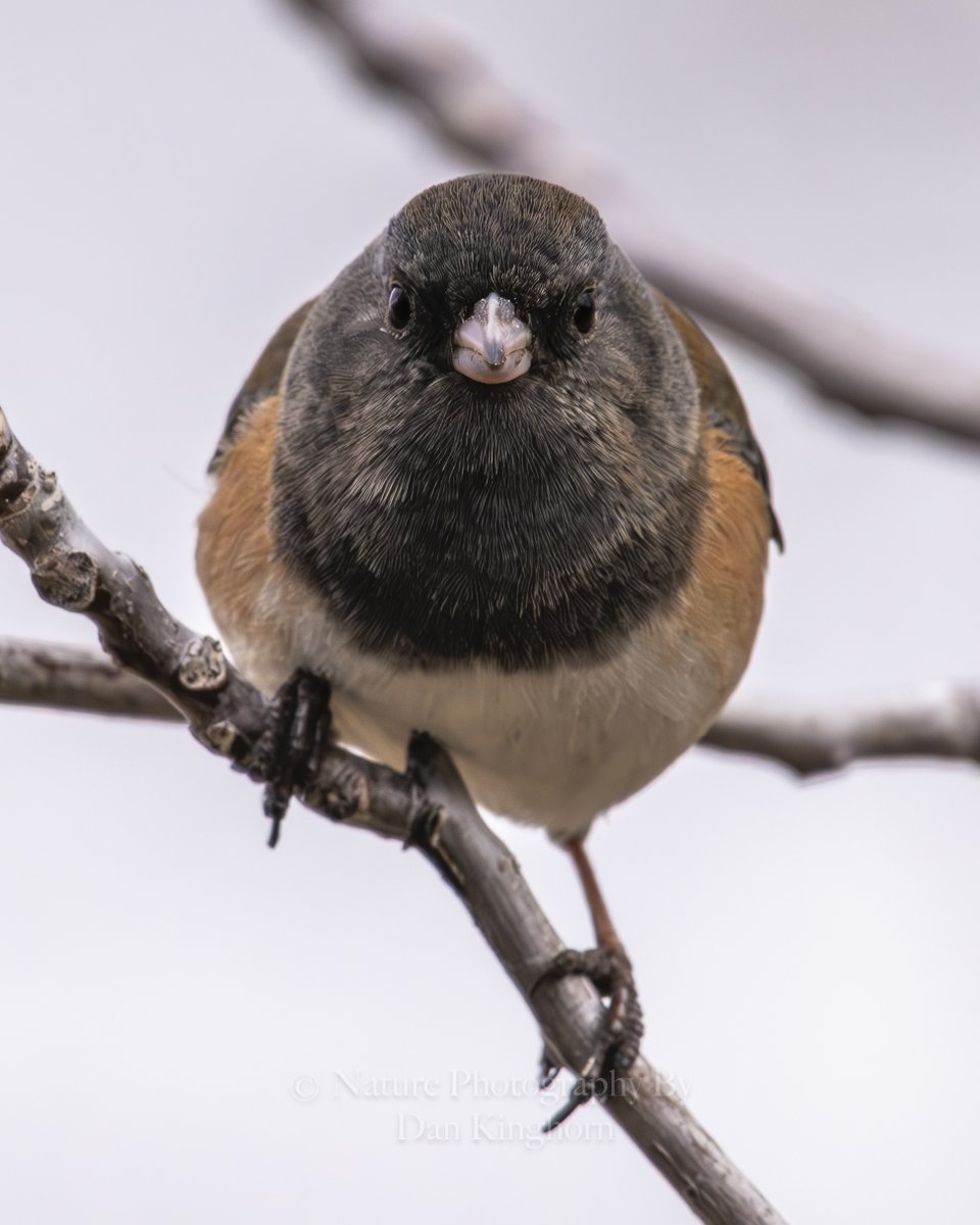 Dan Kinghorn tweet media