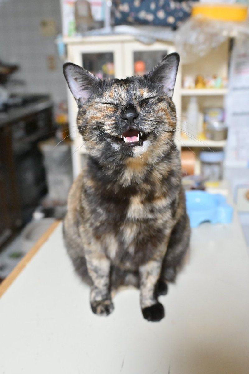 しんや☆とっきゅう tweet media