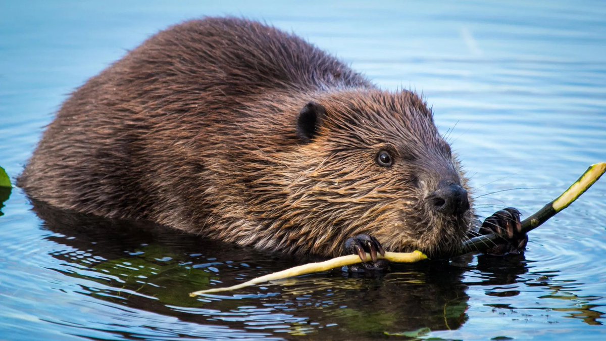 DogwoodAlliance's tweet image. New research has found that #beaver dams and the #wetlands that they create can store huge amounts of #carbon, helping to regulate #climatechange.
earth.com/news/beavers-a…