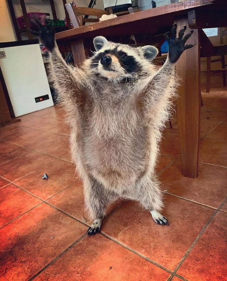 Why you should have a Raccoon tweet media