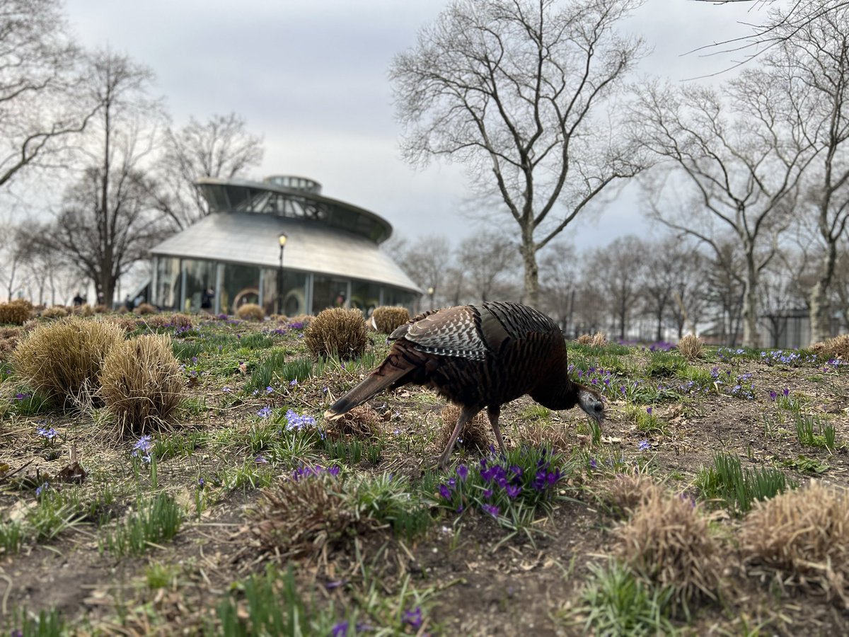 Fabhattan's tweet photo. Astoria the #wildturkey #birdcpp #thebattery https://t.co/tpI9YaVpIh