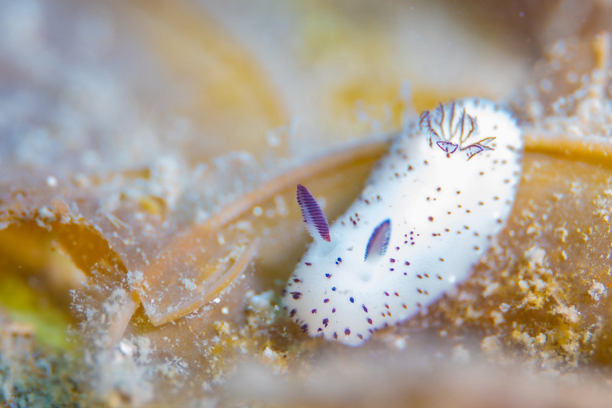 SeaHeaven2.1🇯🇵 tweet media