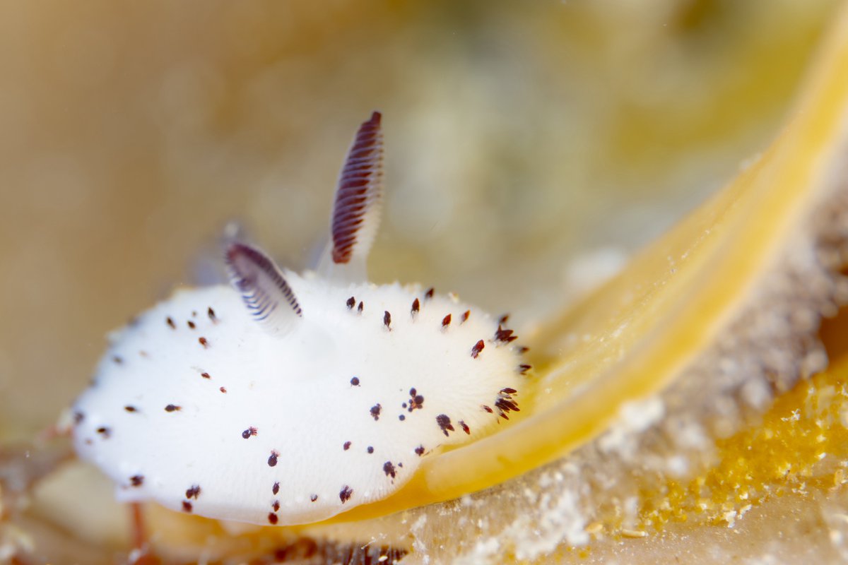 SeaHeaven2.1🇯🇵 tweet media