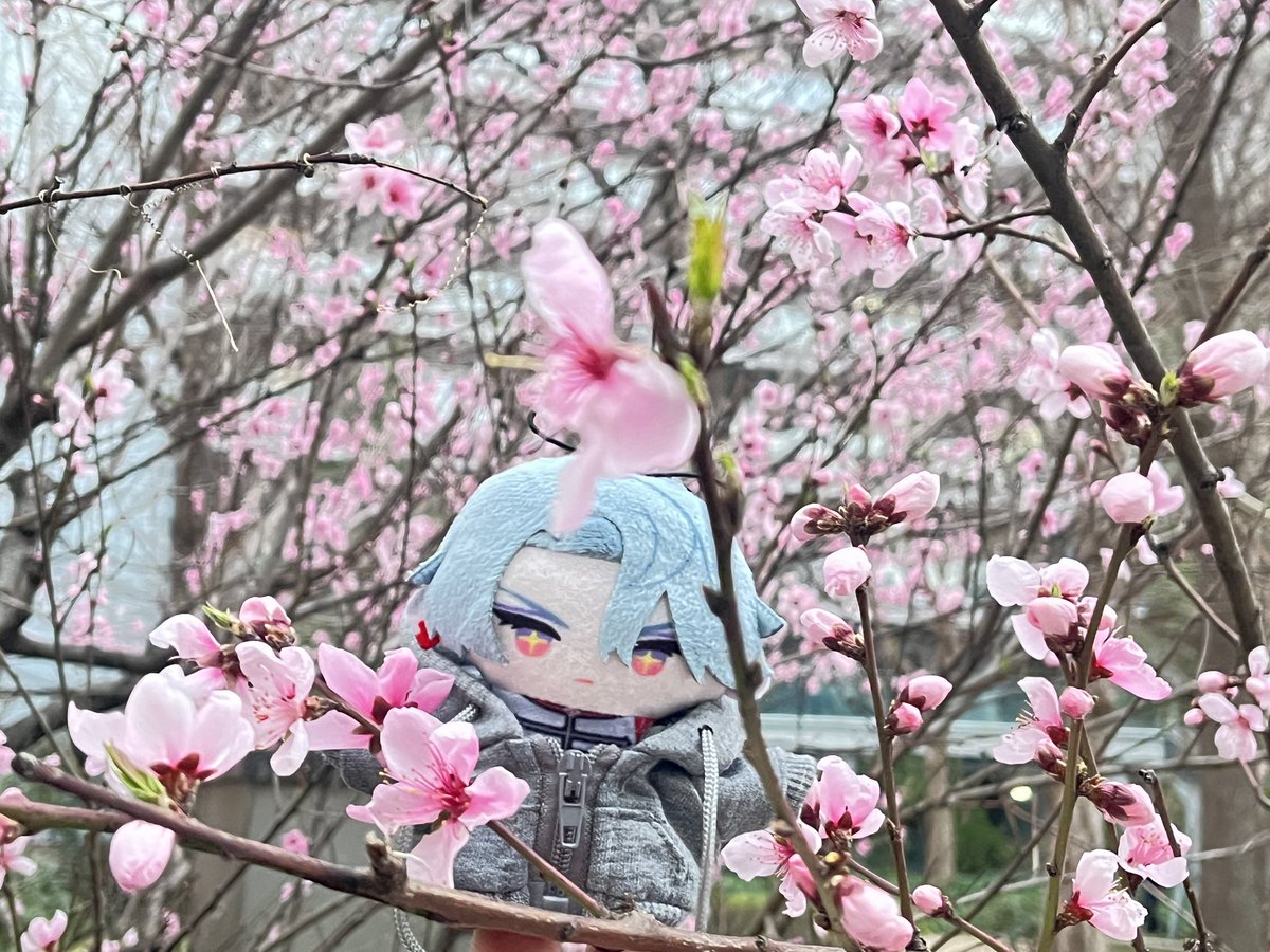 Ginギン銀💿📌（busy tweet media