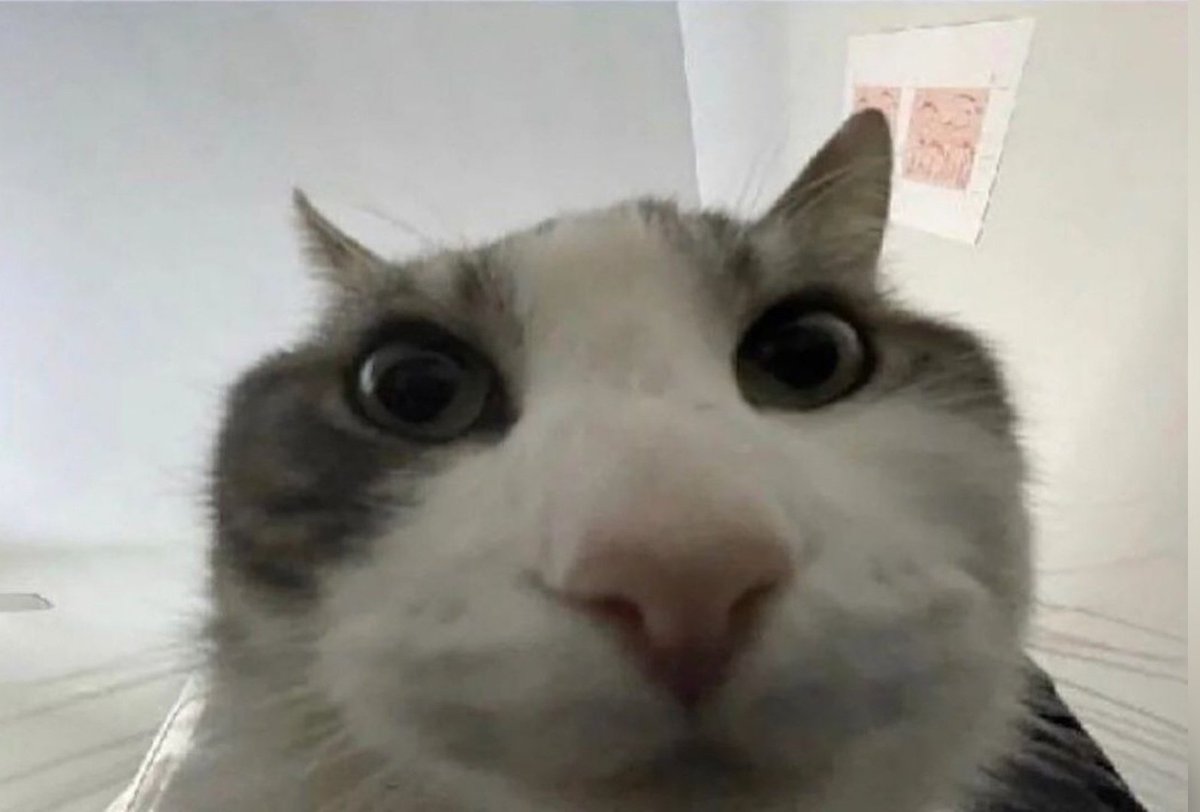 Cosmic G King | Saber voy a por ti tweet media