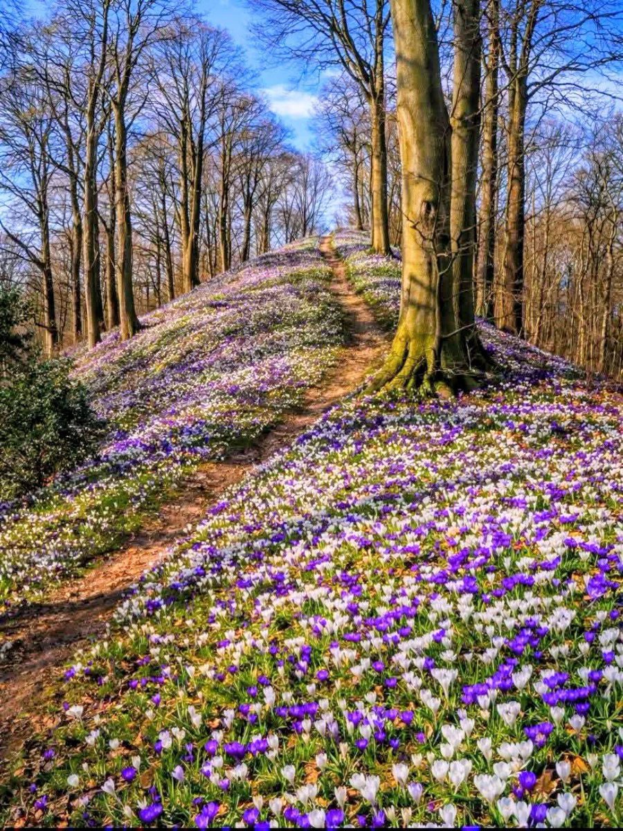 🌲Norway Pine 🇳🇴☘️ tweet media