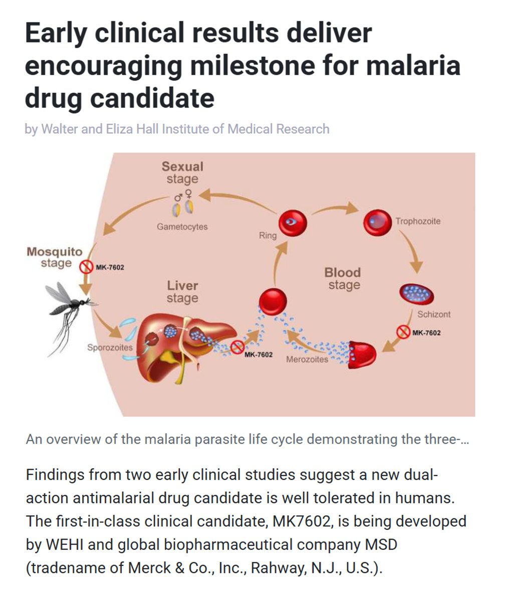 Vaccinologist's tweet photo. Promising early results for MK-7602, a dual-action #antimalarial from @WEHI_research &amp; @MSDintheUK @Merck, show strong tolerability and potential to tackle #drugresistance. A major step forward in global #malaria #drugdiscovery + #innovation. https://t.co/IVa6MAWuOh https://t.co/9JrIRHG7zq