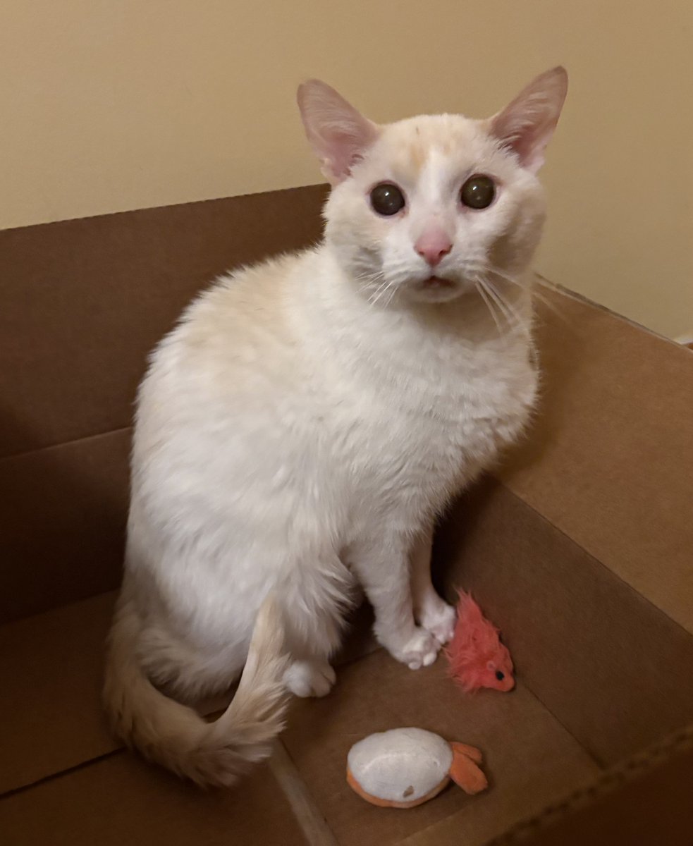 Ganymede tweet media