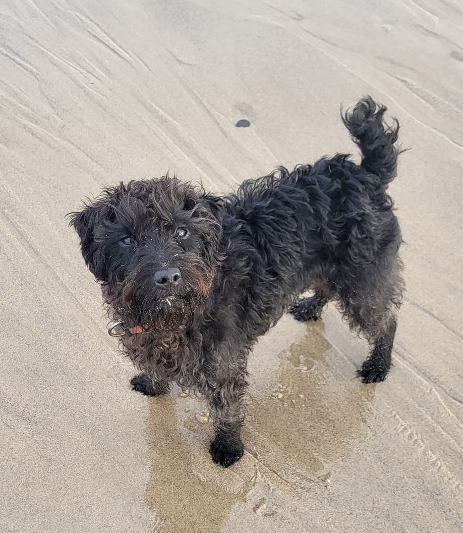 MakeChipsCount to Reunite Pets tweet media