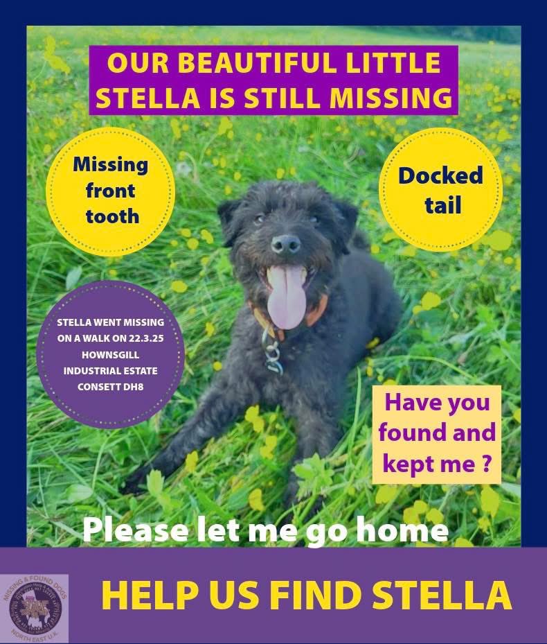 MakeChipsCount to Reunite Pets tweet media