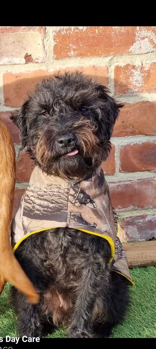 MakeChipsCount to Reunite Pets tweet media