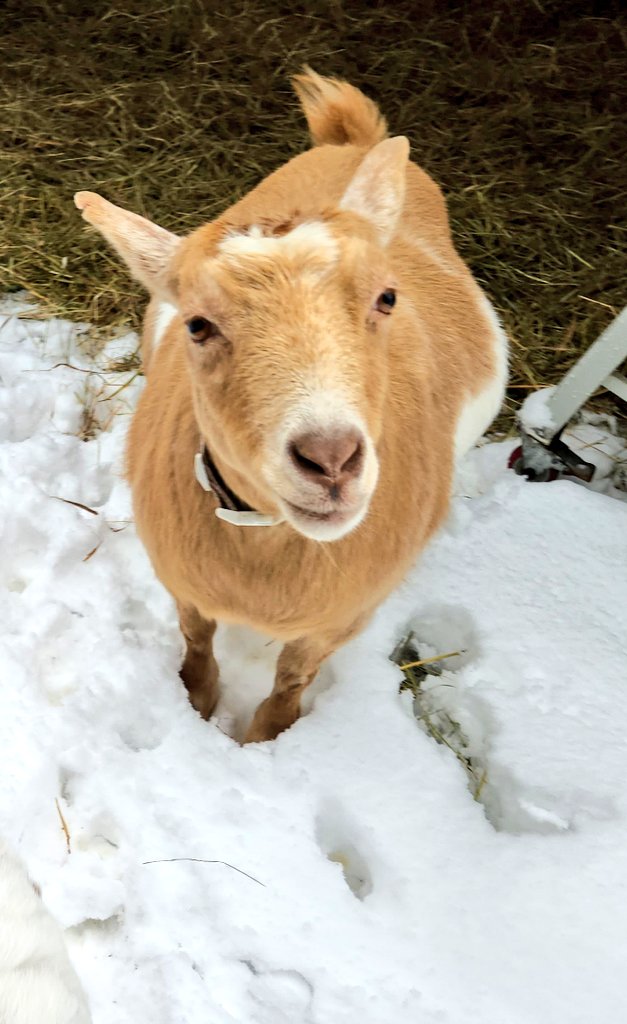 🐐Winston🌈Thatcher🌈Domino, Walnut, Jasper🐐 tweet media