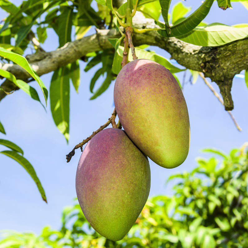 Pediavenir's tweet image. 🇫🇷🥭 FLASH – Après avoir échoué à devenir maire de Menton, Louis Sarkozy souhaite devenir producteur de mangues en Colombie