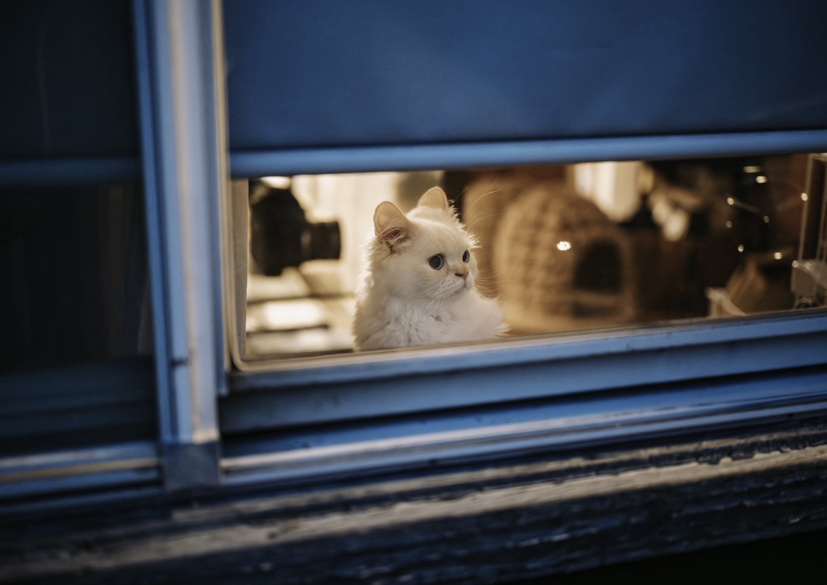 窓の向こうでお出迎え

Sigma BF
28-45mm F1.8 DG DN | Art