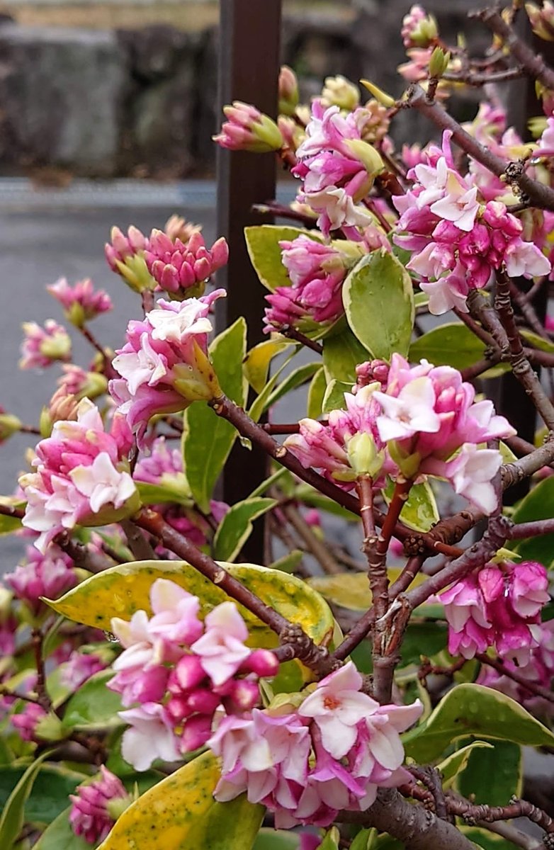 ＊yuzu＊優しい繋がりに感謝です＊💗(⁎ᴗ͈ˬᴗ͈⁎)💗 tweet media