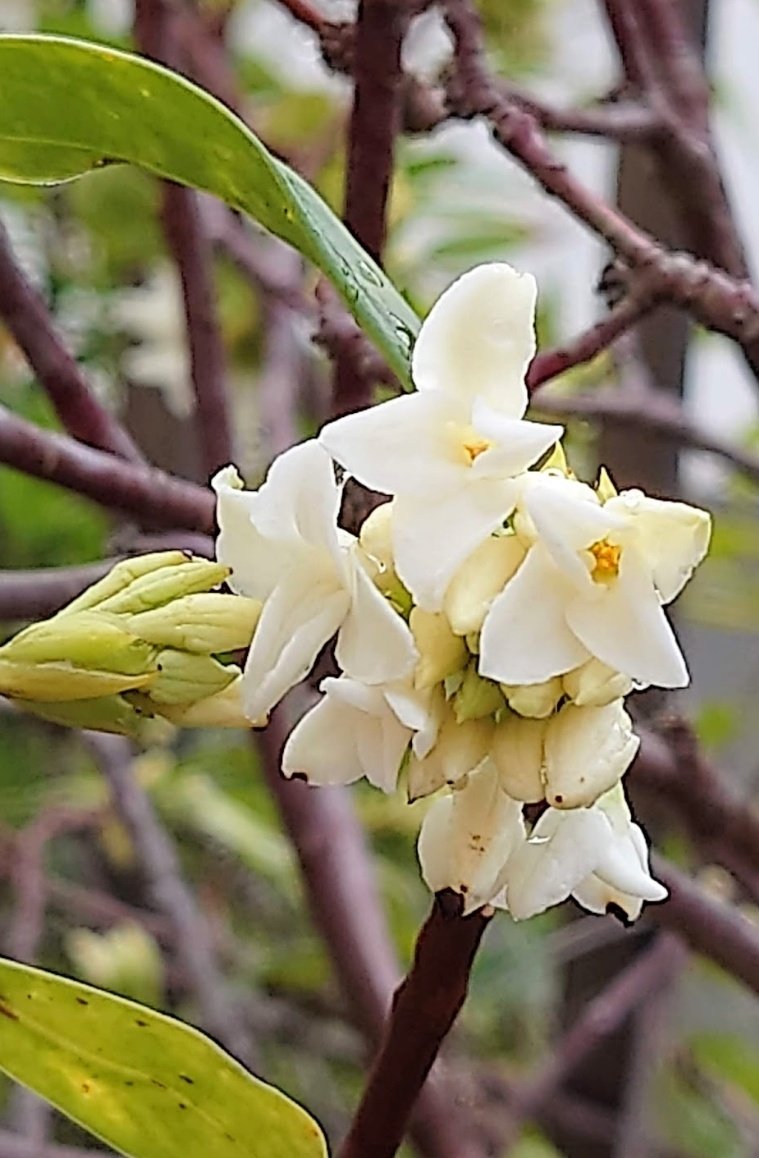 ＊yuzu＊優しい繋がりに感謝です＊💗(⁎ᴗ͈ˬᴗ͈⁎)💗 tweet media