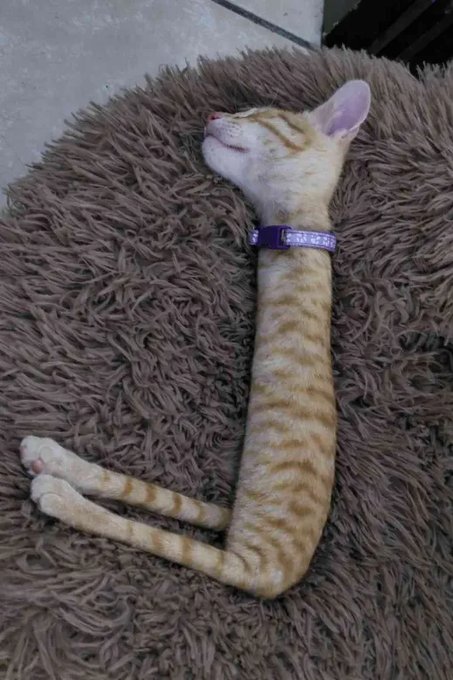 marquee row tweet media