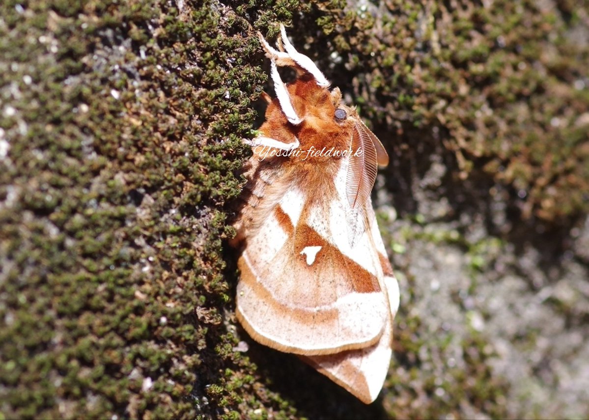 生き物観察(Yosshi-fieldwork) tweet media