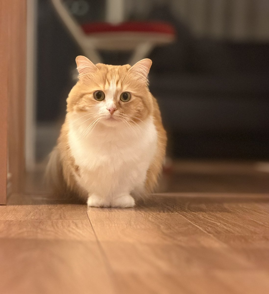 猫のこばん tweet media