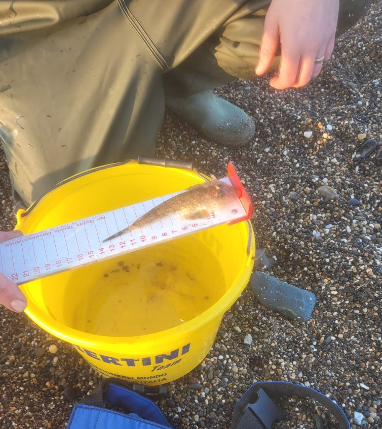 seaangling's tweet photo. Sea Angling Ireland SAC   had their first outing of the year last night  at Greystones. Lovely evening, and while it wasn't frenetic fishing it was nice to see Plaice showing as well as Dragonet, Whiting , Coalfish, Rockling, Flounder and Dabs. https://t.co/UFyIx1Jzx0
